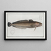 Gadus molva The Lingue - Marcus Elieser Bloch — framed artwork on a wall