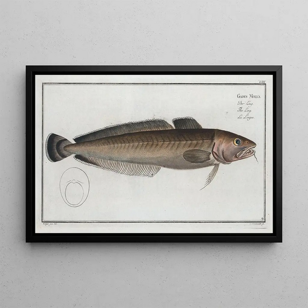 Gadus molva The Lingue - Marcus Elieser Bloch — framed artwork on a wall