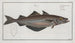 Gadus pollachius, le lieu - Marcus Elieser Bloch — artwork view