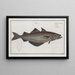Gadus pollachius, le lieu - Marcus Elieser Bloch — framed artwork on a wall