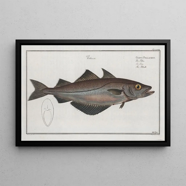 Gadus pollachius, le lieu - Marcus Elieser Bloch — framed artwork on a wall