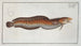 Gadus tricirratus, la loche de mer - Marcus Elieser Bloch — artwork view