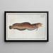 Gadus tricirratus, la loche de mer - Marcus Elieser Bloch — framed artwork on a wall