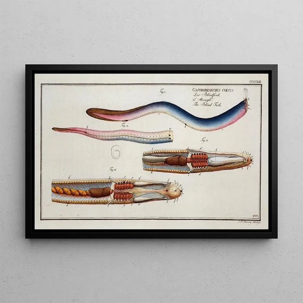 Gastrobranchus coecus, the Blind Fish - Marcus Elieser Bloch — framed artwork on a wall