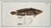 Gottus grunniens - Marcus Elieser Bloch — artwork view