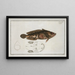 Gottus grunniens - Marcus Elieser Bloch — framed artwork on a wall