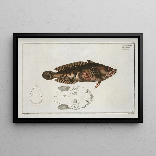 Gottus grunniens - Marcus Elieser Bloch — framed artwork on a wall
