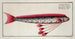 Gymnetrus Hawkeniii The Hawkens Fish - Marcus Elieser Bloch — artwork view