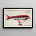 Gymnetrus Hawkeniii The Hawkens Fish - Marcus Elieser Bloch — framed artwork on a wall