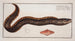 Gymnothorax Afer Le sein nu africain - Marcus Elieser Bloch — artwork view