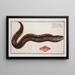 Gymnothorax Afer Le sein nu africain - Marcus Elieser Bloch — framed artwork on a wall
