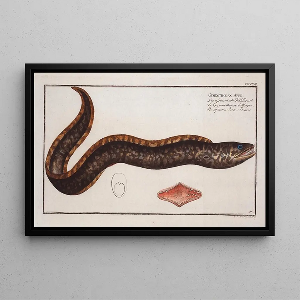 Gymnothorax Afer Le sein nu africain - Marcus Elieser Bloch — framed artwork on a wall