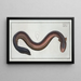 Gymnotus electricus L'anguille électrique - Marcus Elieser Bloch — framed artwork on a wall