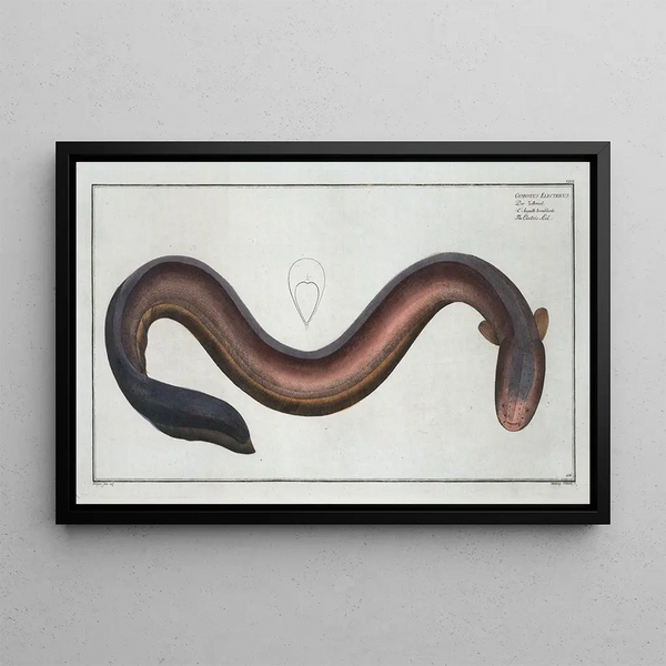 Gymnotus electricus L'anguille électrique - Marcus Elieser Bloch — framed artwork on a wall