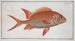 Holocentrus Sogo le Gallois - Marcus Elieser Bloch — artwork view