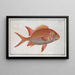 Holocentrus Sogo le Gallois - Marcus Elieser Bloch — framed artwork on a wall