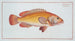Holocentrus auratus - Marcus Elieser Bloch — artwork view