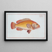 Holocentrus auratus - Marcus Elieser Bloch — framed artwork on a wall
