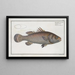 Holocentrus calcarifer, the spiny holocenter - Marcus Elieser Bloch — framed artwork on a wall