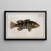 Holocentrus fasciatus The Double-Banded Squirrelfish - Marcus Elieser Bloch — framed artwork on a wall