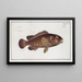Holocentrus ongus, l'Ongoe - Marcus Elieser Bloch — framed artwork on a wall
