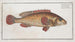 Holocentrus punctatus The dotted squirrelfish - Marcus Elieser Bloch — artwork view