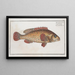 Holocentrus punctatus The dotted squirrelfish - Marcus Elieser Bloch — framed artwork on a wall