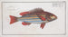 Holocentrus quinquelineatus The five-banded squirrelfish - Marcus Elieser Bloch — artwork view