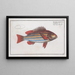 Holocentrus quinquelineatus The five-banded squirrelfish - Marcus Elieser Bloch — framed artwork on a wall