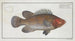 Holocentrus surinamensis, the Surinam holocenter - Marcus Elieser Bloch — artwork view