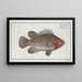 Holocentrus surinamensis, the Surinam holocenter - Marcus Elieser Bloch — framed artwork on a wall