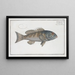 Holocentrus verescens, the green holocenter - Marcus Elieser Bloch — framed artwork on a wall