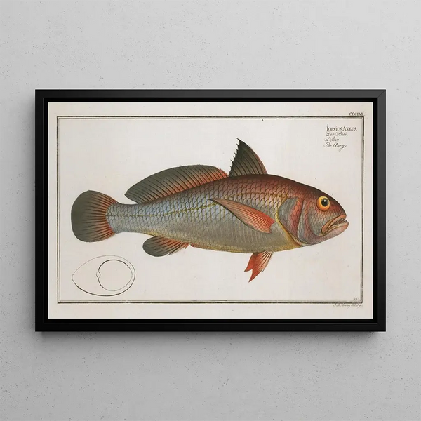 Johnius aneus, l'aney - Marcus Elieser Bloch — framed artwork on a wall