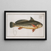 Johnius Carutta Le Karutt - Marcus Elieser Bloch — framed artwork on a wall