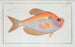 Kyrtus indicus - Marcus Elieser Bloch — artwork view