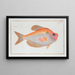 Kyrtus indicus - Marcus Elieser Bloch — framed artwork on a wall