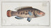 Labrus Vetula, the Seawife - Marcus Elieser Bloch — artwork view