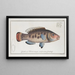 Labrus Vetula, the Seawife - Marcus Elieser Bloch — framed artwork on a wall