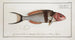 Labrus bifasciatus The double-banded wrasse - Marcus Elieser Bloch — artwork view