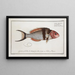 Labrus bifasciatus The double-banded wrasse - Marcus Elieser Bloch — framed artwork on a wall