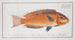 Labrus brasiliensis The Brazilian wrasse - Marcus Elieser Bloch — artwork view