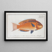 Labrus brasiliensis The Brazilian wrasse - Marcus Elieser Bloch — framed artwork on a wall