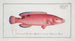 Labrus carneus The red wrasse - Marcus Elieser Bloch — artwork view