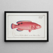Labrus carneus The red wrasse - Marcus Elieser Bloch — framed artwork on a wall