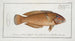 Labrus chloropterus Le Greenfin - Marcus Elieser Bloch — artwork view