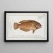 Labrus chloropterus Le Greenfin - Marcus Elieser Bloch — framed artwork on a wall