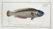 Labrus cyanocephalus Le Tête-bleue - Marcus Elieser Bloch — artwork view