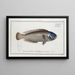 Labrus cyanocephalus Le Tête-bleue - Marcus Elieser Bloch — framed artwork on a wall