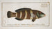Labrus fasciatus The striped wrasse - Marcus Elieser Bloch — artwork view