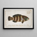 Labrus fasciatus The striped wrasse - Marcus Elieser Bloch — framed artwork on a wall